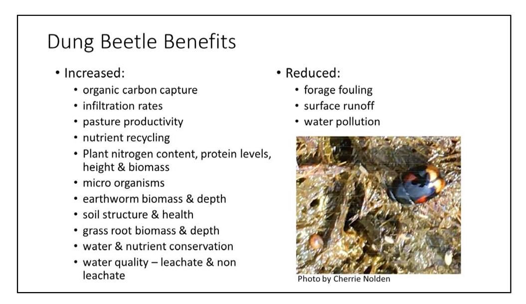 Dung Beetle Benefits