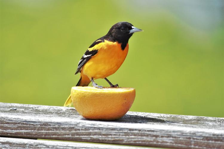Oriole sits on orange