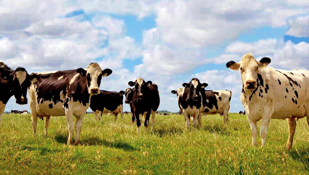 Dairy cows on pasture