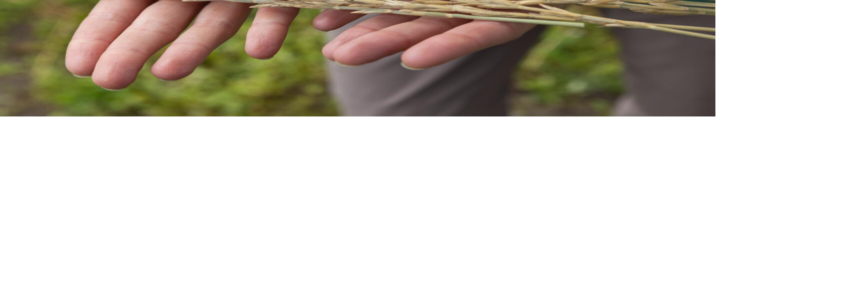 Kernza seed heads