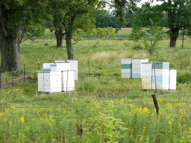 September celebrates sweet simplicity of honey