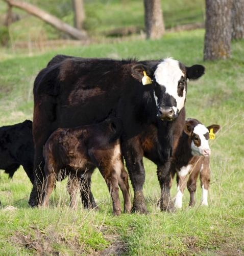 Beef cow with calves in pasture