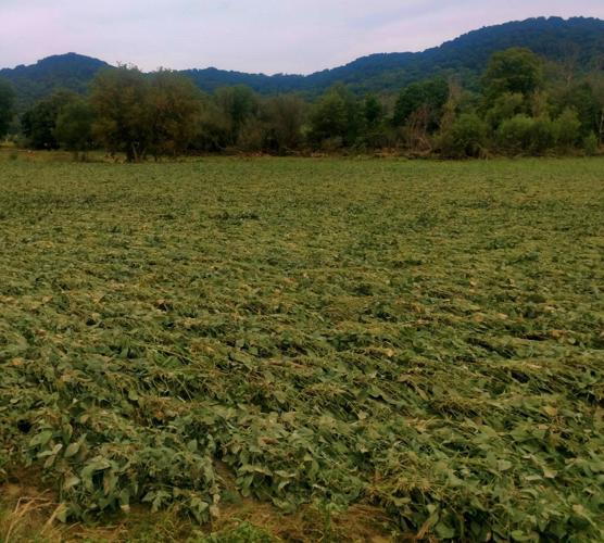 Farms damaged
