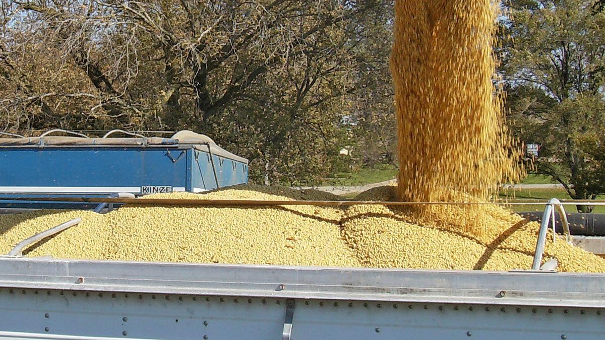 Soybeans loading into truck