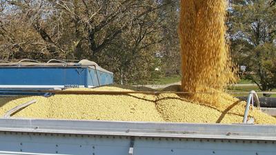Soybeans loading into truck