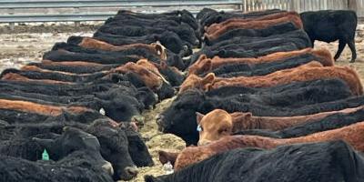 Watch for compounded stress in livestock