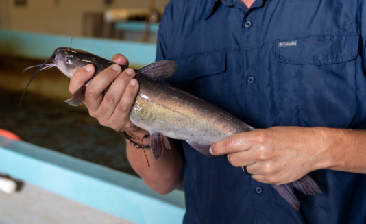 Transgenic catfish