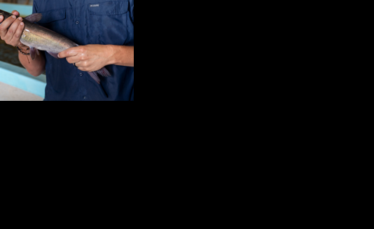 New approach developed to transgenic catfish