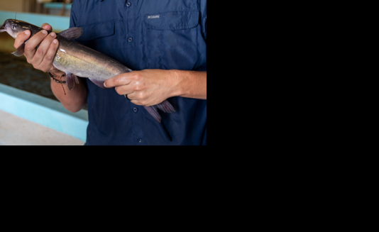 Transgenic catfish
