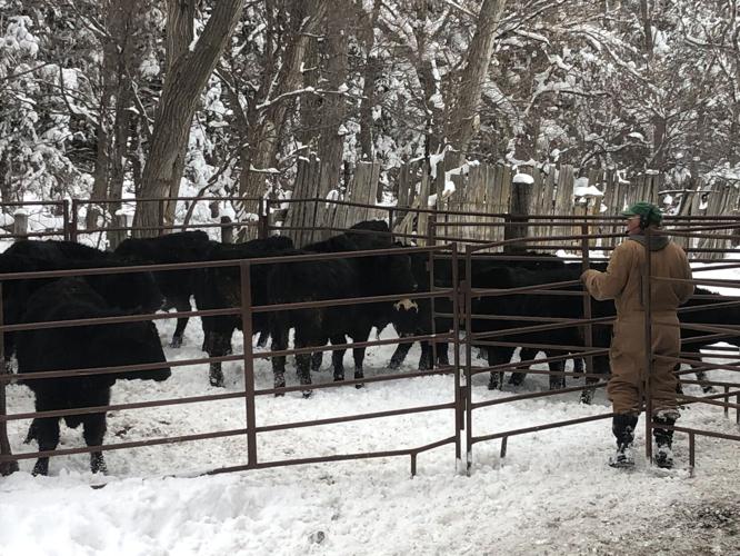 Tom Peterson sorts cattle