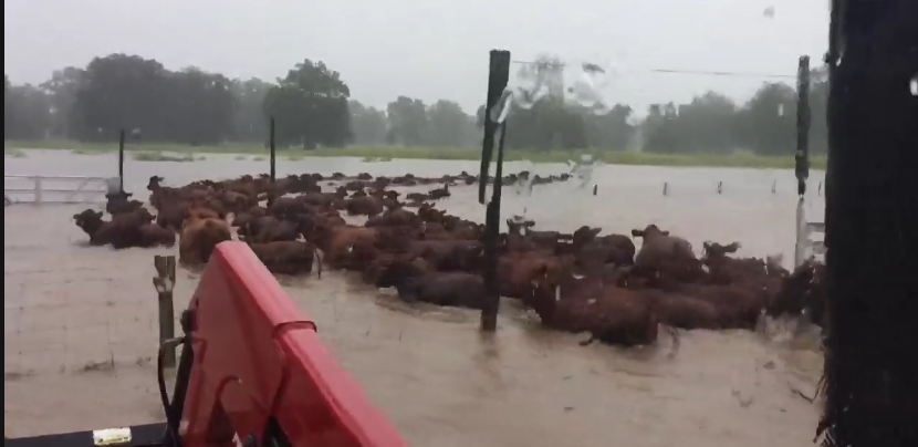Wendt Ranches cattle in flood