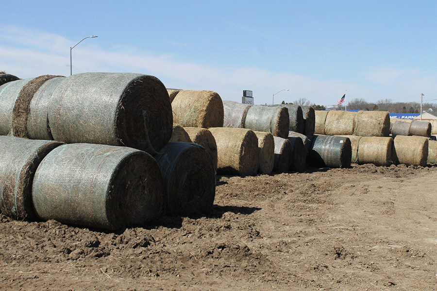 drought hay