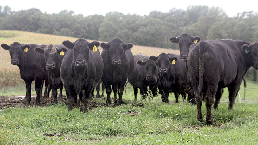 Beef Cattle