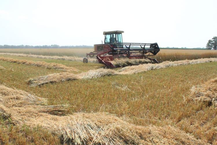 Oat harvest (102).JPG