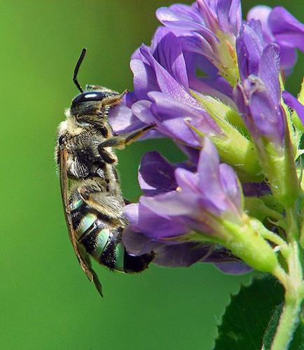 A female Alkali bee