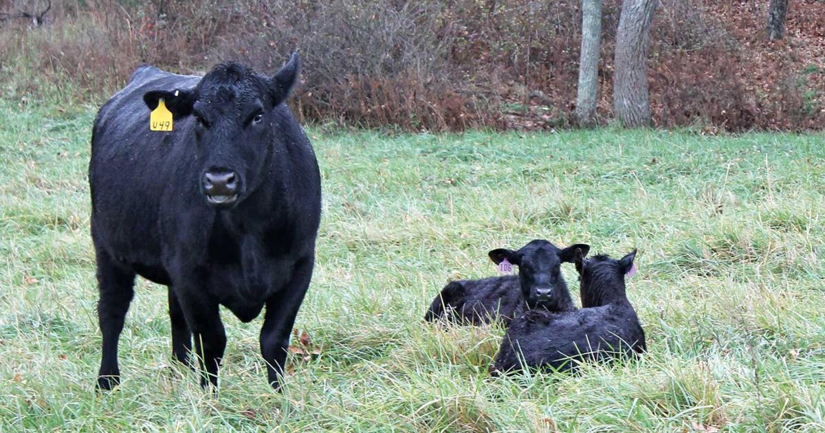 Spring calving
