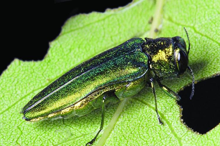 Emerald ash borer