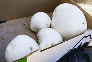 Puffballs