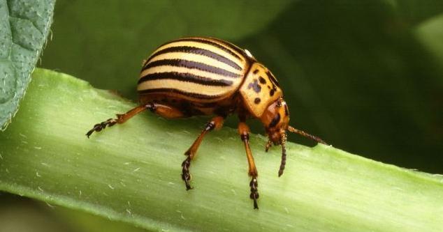 Potato beetle