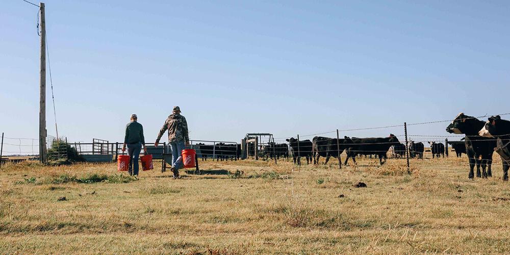 Targeted grazing 6.jpg