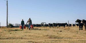Targeted grazing 6.jpg