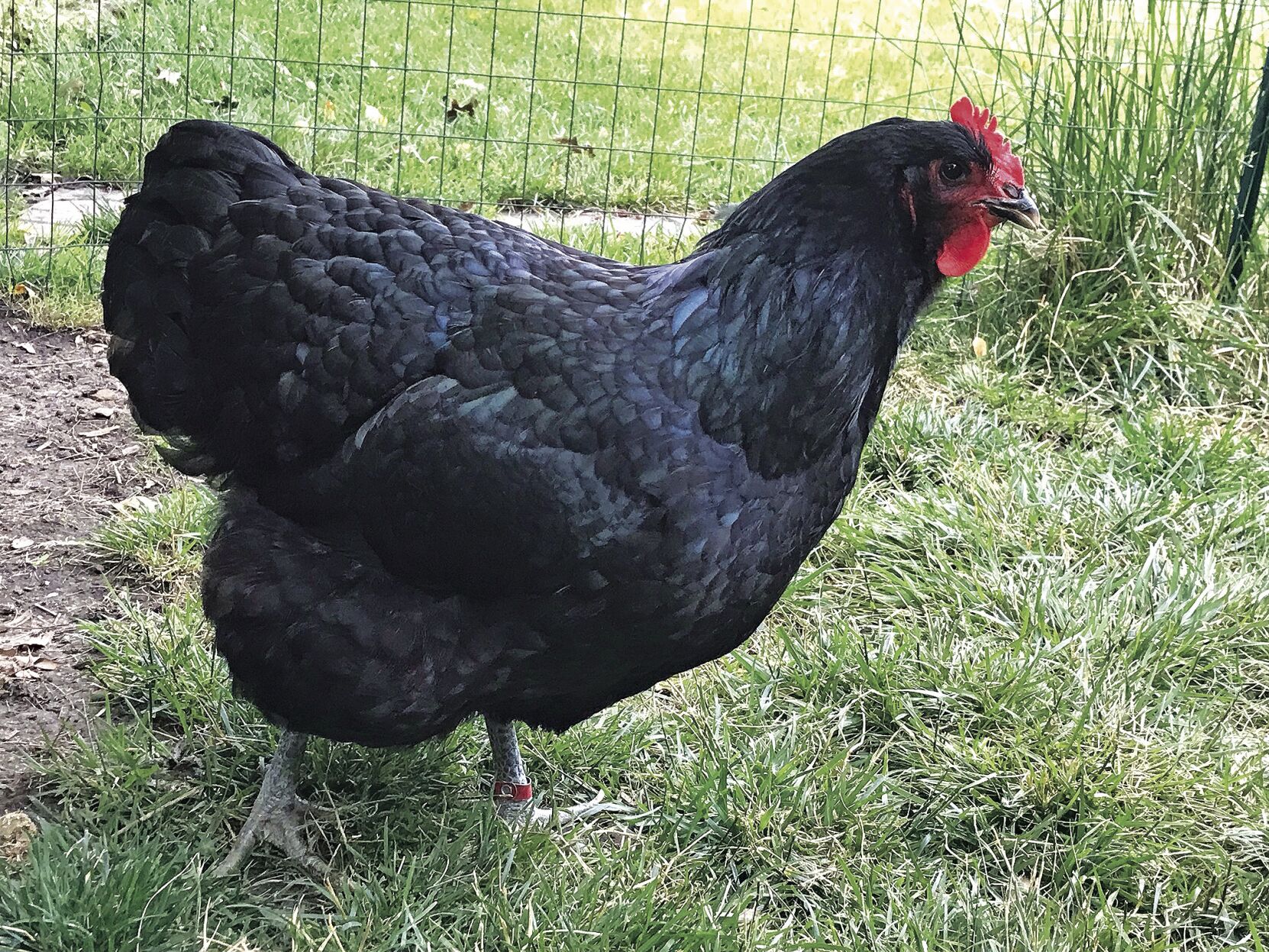 Jersey Giants U.S. breed is the gentle giant of the chicken world