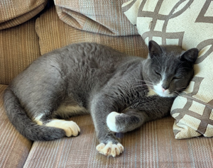 Cat declawing is in the past