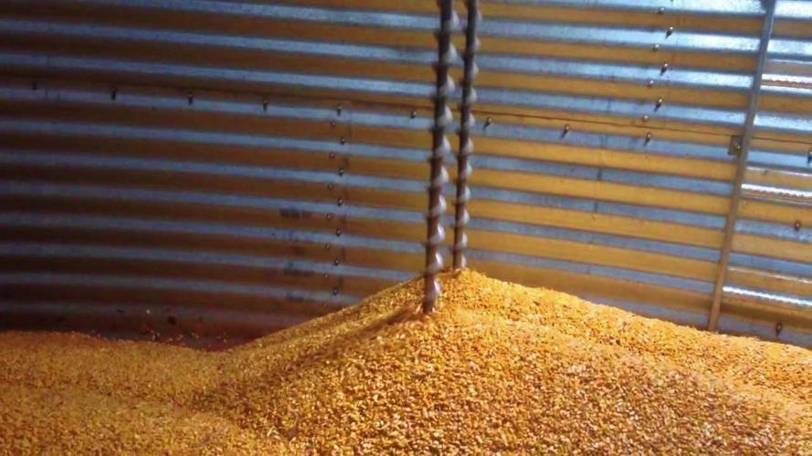 Corn drying in grain bin