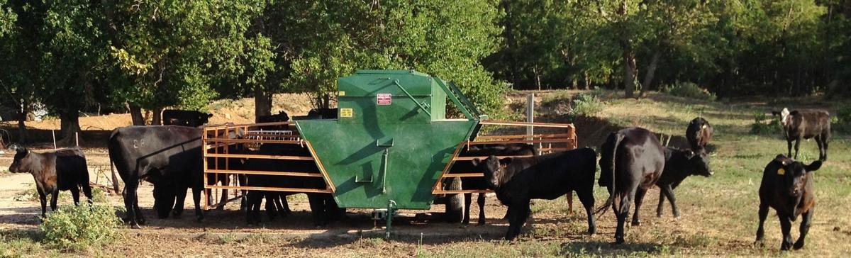 Calves part of creep-feed program
