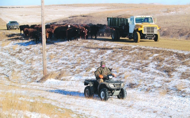 Doll Charolais and Simmental Ranch