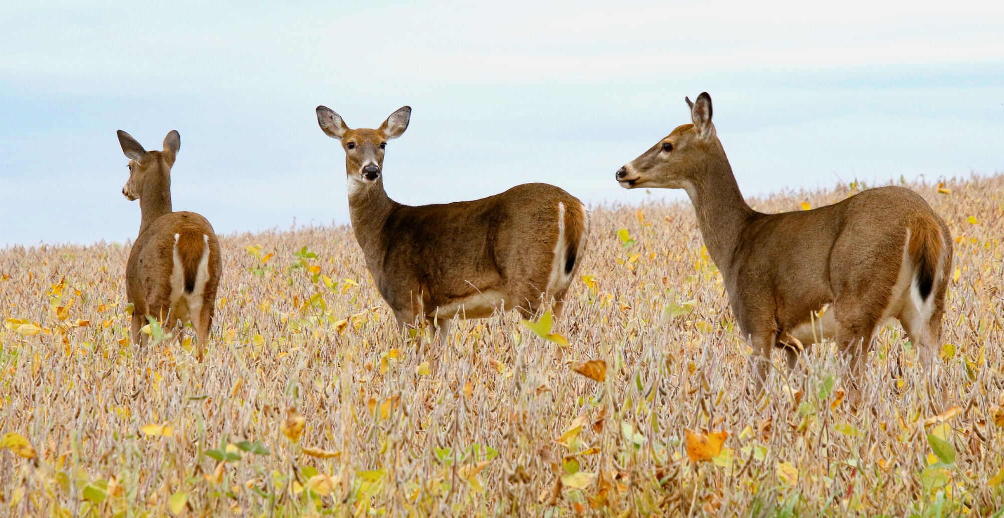 Deer