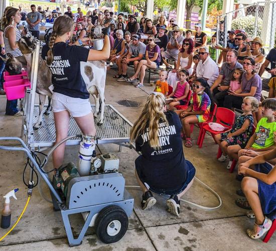 Dairy-goat milking demonstration