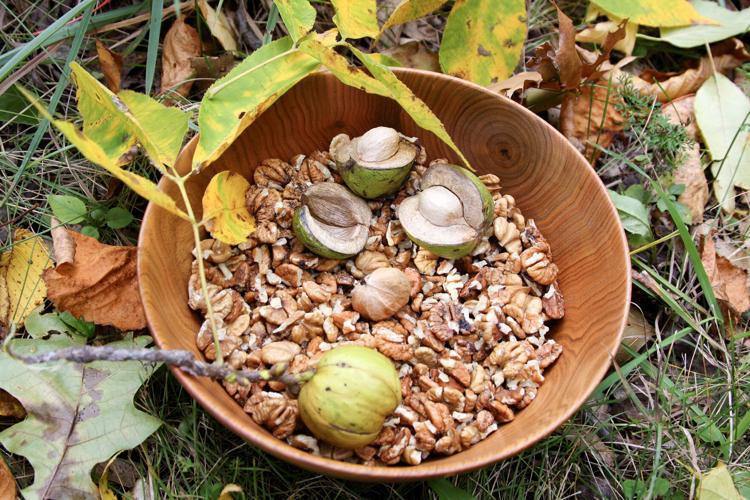 Hickory nuts