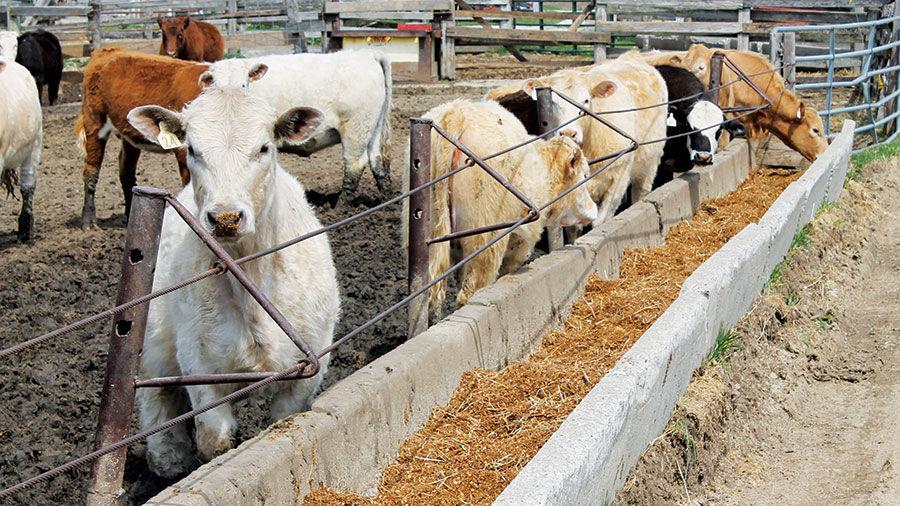 ‘Art’ of feed rations balances cost, nutrition Livestock