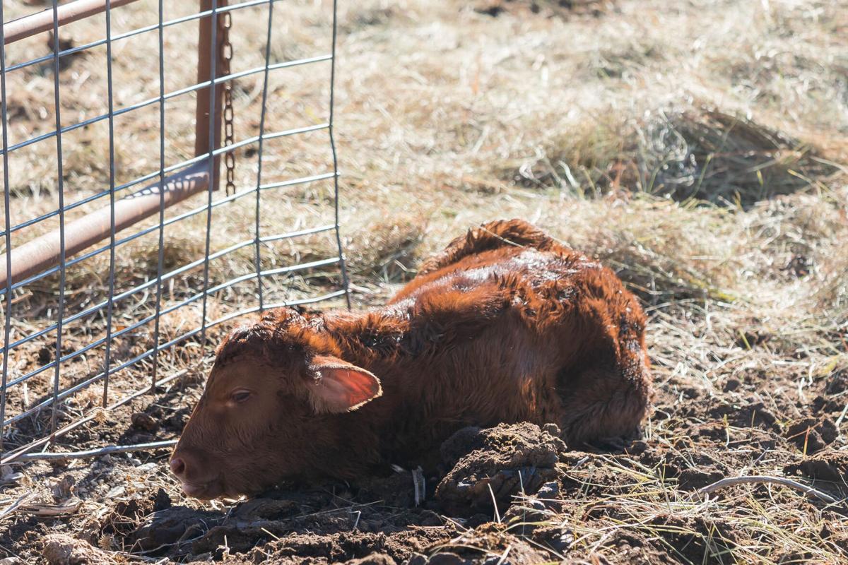 Dehydrated calf