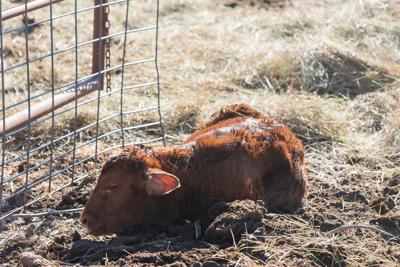 Dehydrated calf