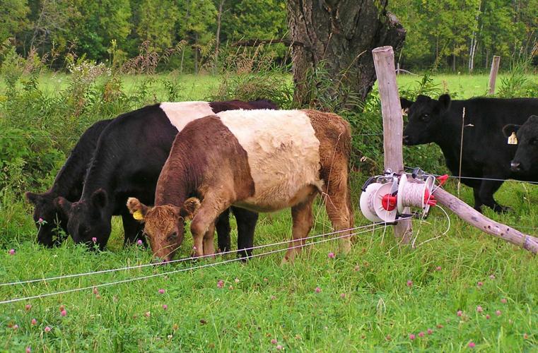 Cattle graze