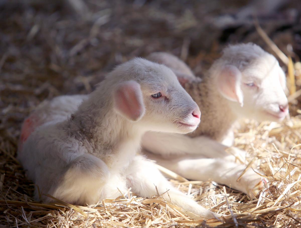 Assaf Sheep To Be Absolutely Transformative Dairy Agupdate Com The assaf sheep is the product of crossbreeding the awassi and east friesian. assaf sheep to be absolutely