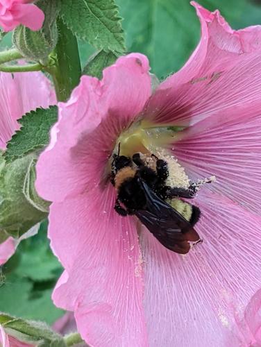 (D) Pollination 1.jpg