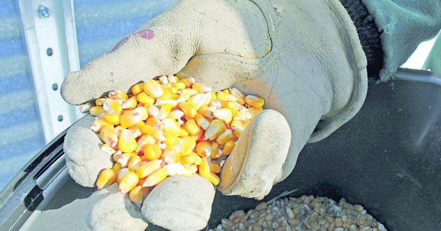 Corn market working way back from slump