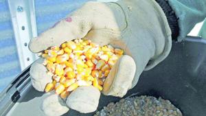 Corn market working way back from slump