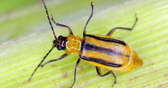 Corn rootworm possesses ‘secret weapon’ to survive winter
