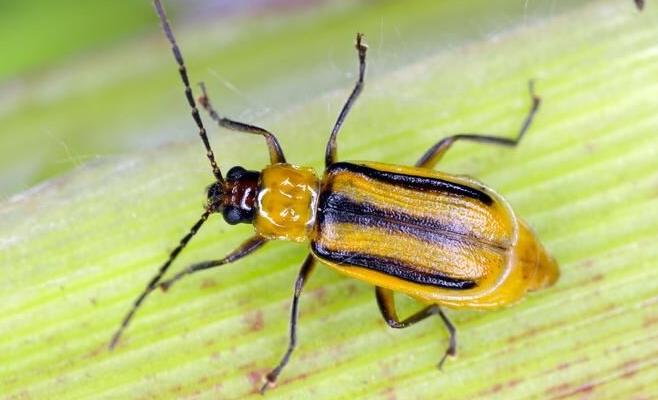 Corn rootworm
