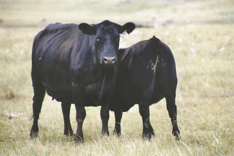 Marcy Cattle 2.jpg
