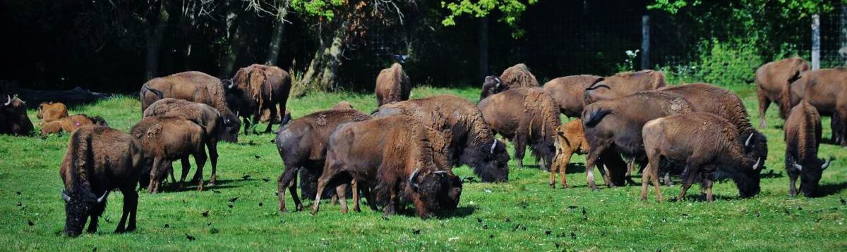 Bison herd