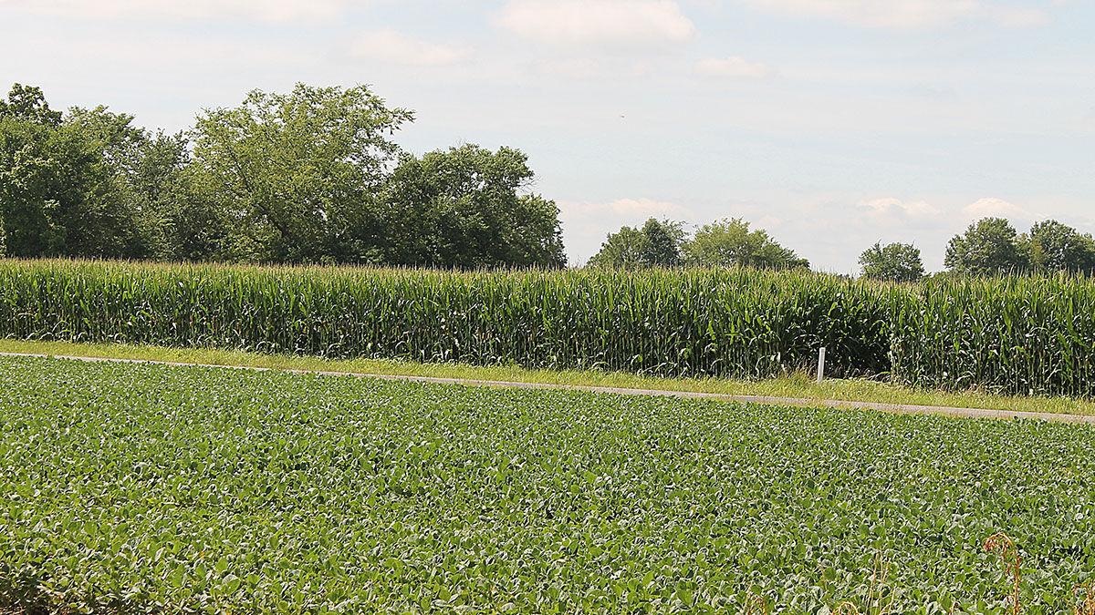 IL Corn and Soybean field