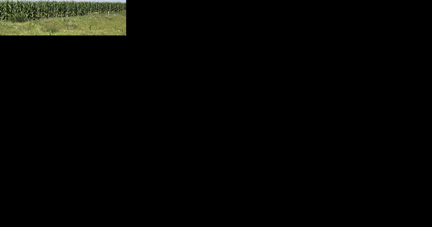 Harvesting winter wheat underway in western North Dakota - Vimarsana News