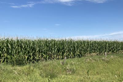 Corn near Casselton