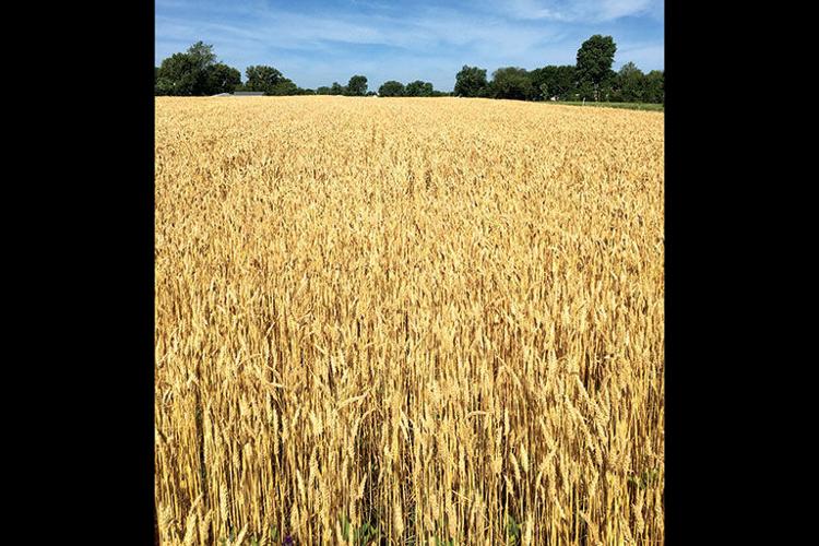 Erisman wheat certification as a new variety