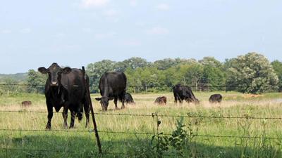 Cattle grazing